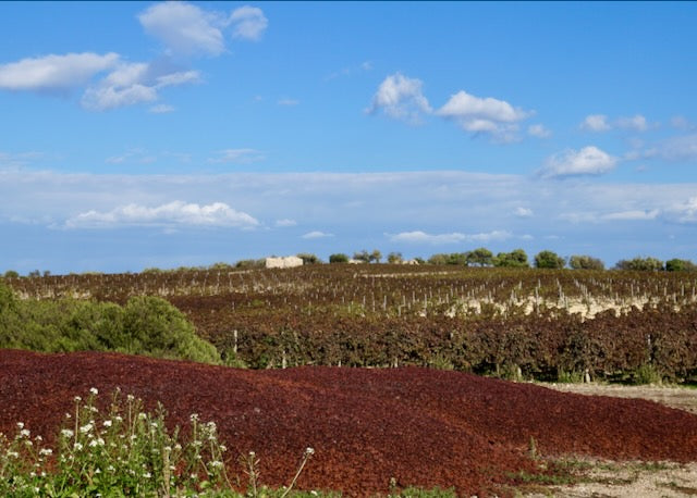 Sicilian winery