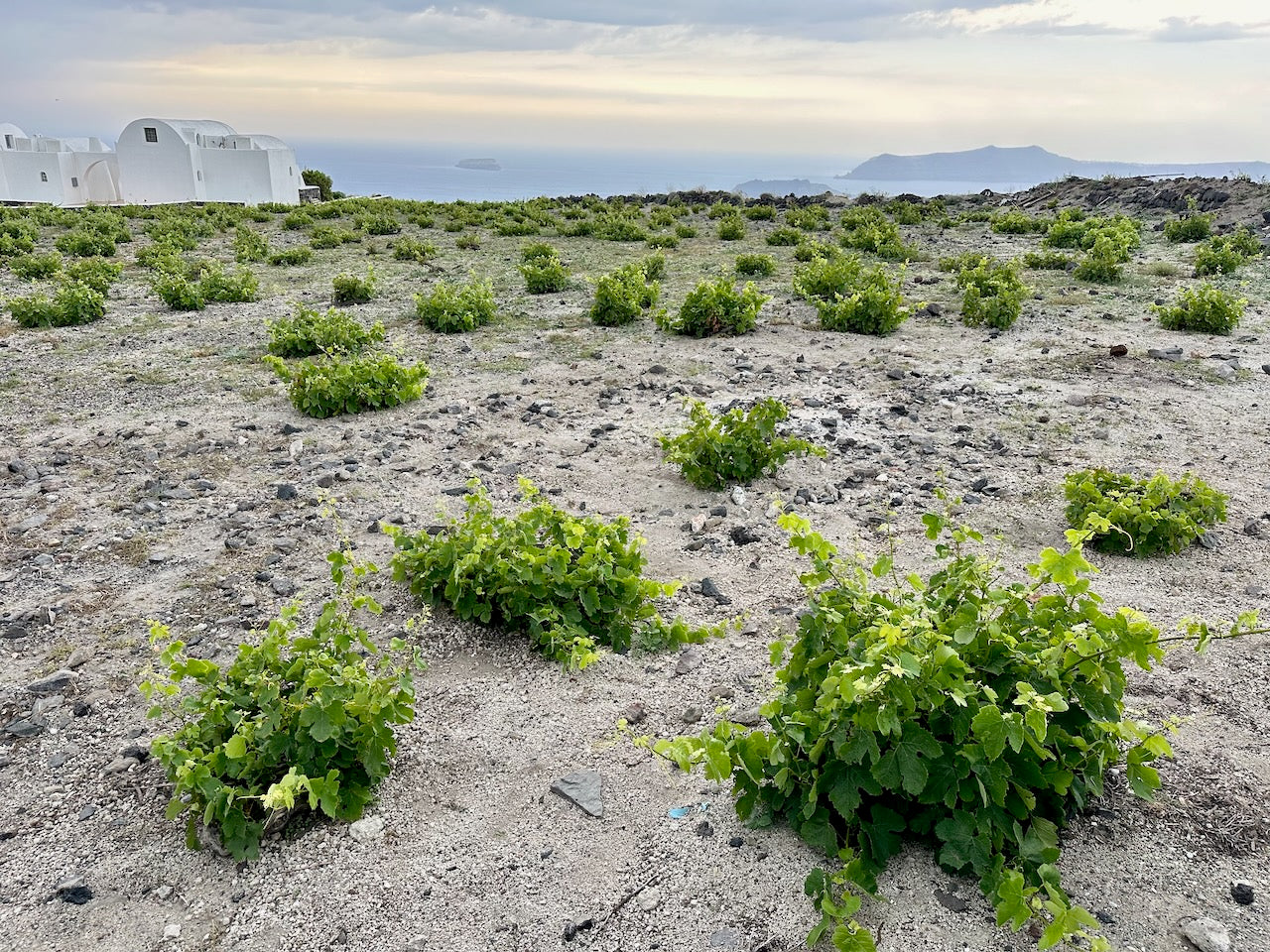 Santorini with grape koulouria and caldera